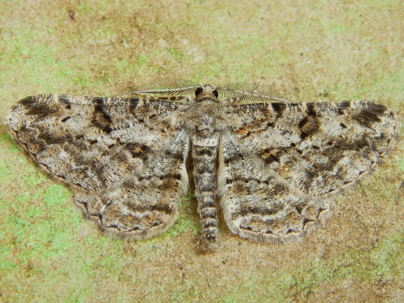 Geometridae: Peribatodes rhomboidaria, femmine